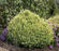 False Cypress, Cream Ball Japanese False Cypress