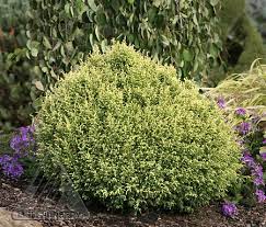 False Cypress, Cream Ball Japanese False Cypress