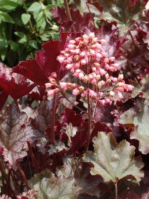 Coral Bells, Plum Pudding Coral Bells