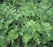Plum Yew, Spreading Japanese Plum Yew