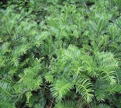 Plum Yew, Spreading Japanese Plum Yew