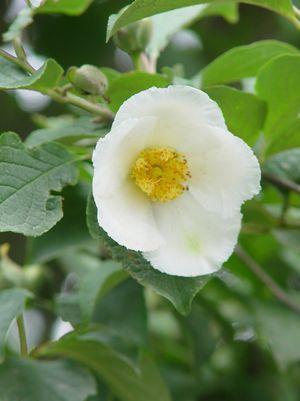 Stewartia, Japanese Stewartia