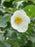 Stewartia, Japanese Stewartia