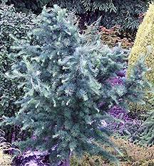 Larch, Blue Rabbit Japanese Larch