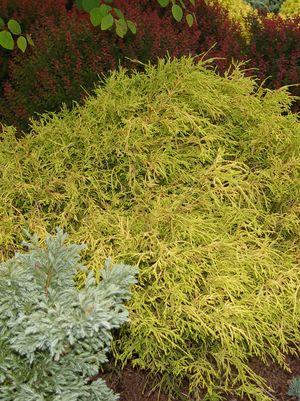 Cypress, Aurea Gold Thread Cypress