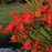 Montbretia, Lucifer Montbretia