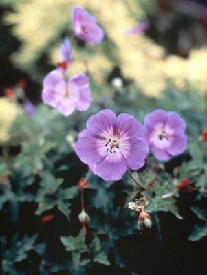 Cranesbill, Rozanne Cranesbill Geranium