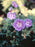 Cranesbill, Rozanne Cranesbill Geranium