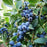 Blueberry, Blue Jay Highbush, 2 gal (15-18 in)