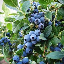 Blueberry, Blue Jay Highbush, 2 gal (15-18 in)
