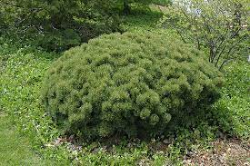 Pine, Slowmound Mugo Pine