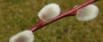 Pussy Willow, French Pussy Willow