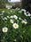 Shasta Daisy, Becky Shasta Daisy