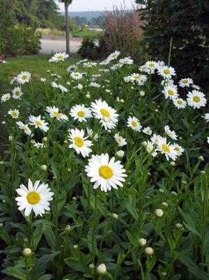 Shasta Daisy, Becky Shasta Daisy