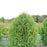 Arborvitae, Cheer Drops Arborvitae