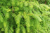 Redwood, Dawn Redwood