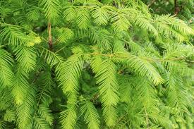 Redwood, Dawn Redwood