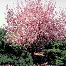 Flowering Cherry Tree, Kwanzan Flowering Cherry