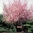 Flowering Cherry Tree, Kwanzan Flowering Cherry