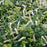 Sweetspire, Scentlandia® Sweetspire