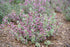Weigela, My Monet Purple Effect® Weigela