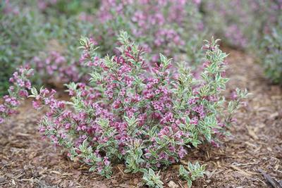 Weigela, My Monet Purple Effect® Weigela
