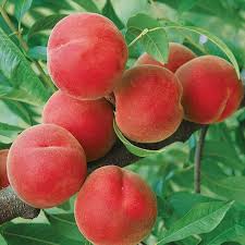 Peach, Contender (Prunus Contender), 7 gal.