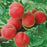 Peach, Contender (Prunus Contender), 7 gal.
