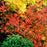 Sweetspire, Henry's Garnet Virginia Sweetspire