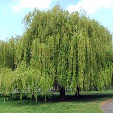 Willow, Weeping Willow