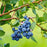 Blueberry, Blue Ray Highbush, 2 gal (15-18 in)