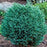 Cypress, Blue Moon Sawara Cypress