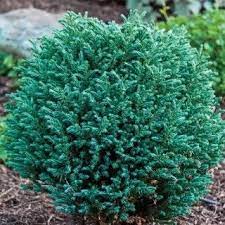 Cypress, Blue Moon Sawara Cypress