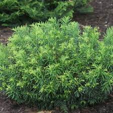 Plum Yew, Duke Gardens Plum Yew