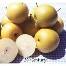Pear, Twentieth Century Asian Pear, 7 gal (5-6 ft)
