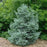 Cypress, Boulevard Cypress