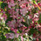 Crabapple, Ruby Tears Weeping Crabapple