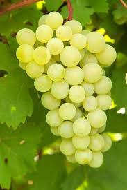 Grape, Lakemont, Seedless White, 2 gal.