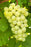 Grape, Lakemont, Seedless White, 2 gal.