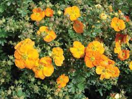 Cinquefoil, Marmalade Potentilla