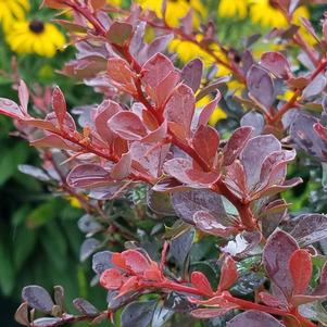 Barberry, WorryFree Crimson Cutie® Barberry (UCONN)