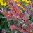 Barberry, WorryFree Crimson Cutie® Barberry (UCONN)