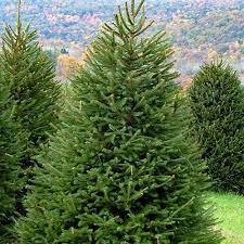 Spruce, Norway Spruce