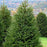 Spruce, Norway Spruce