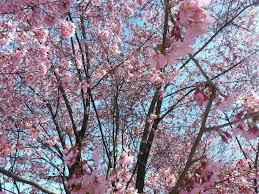 Flowering Cherry Tree, First Blush® Flowering Cherry