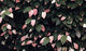 Kiwi, September Sun Kiwi