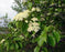 Viburnum, Nannyberry Viburnum