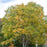 Coffeetree, Espresso Kentucky Coffeetree