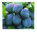 Plum, Stanley (Prunus x `Stanley`) - European Plum, 7 gal