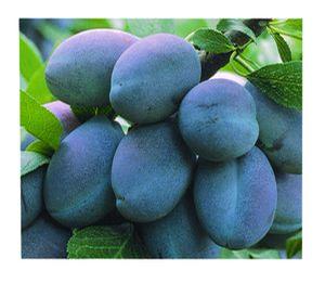 Plum, Stanley (Prunus x `Stanley`) - European Plum, 7 gal